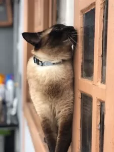 Coleira galgo Italiano, Coleira Whippet, Coleira personalizada, Coleira com nome, Coleira martingale 51 Coleira gato D68