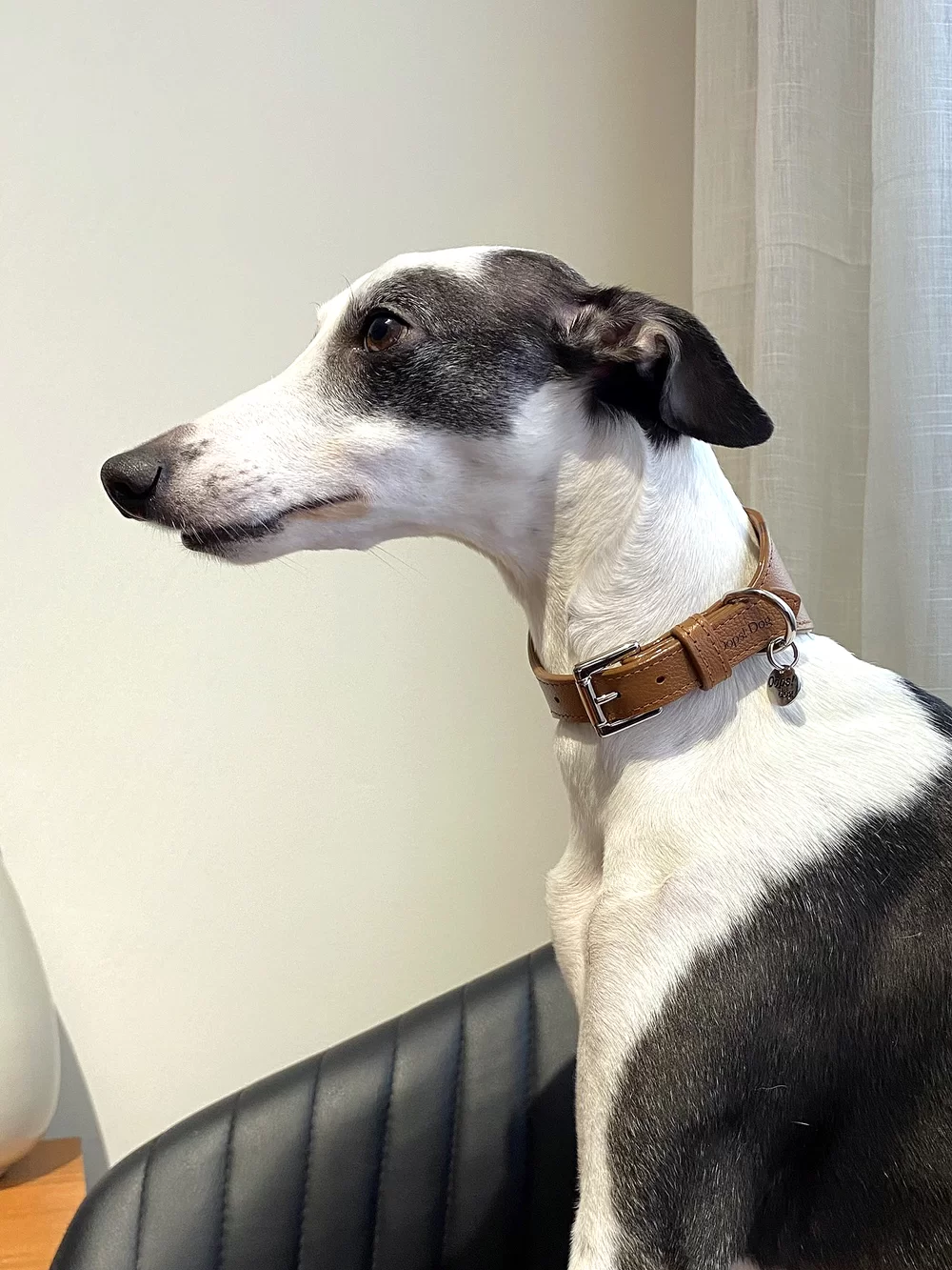 Coleira para galgo em couro marrom 3