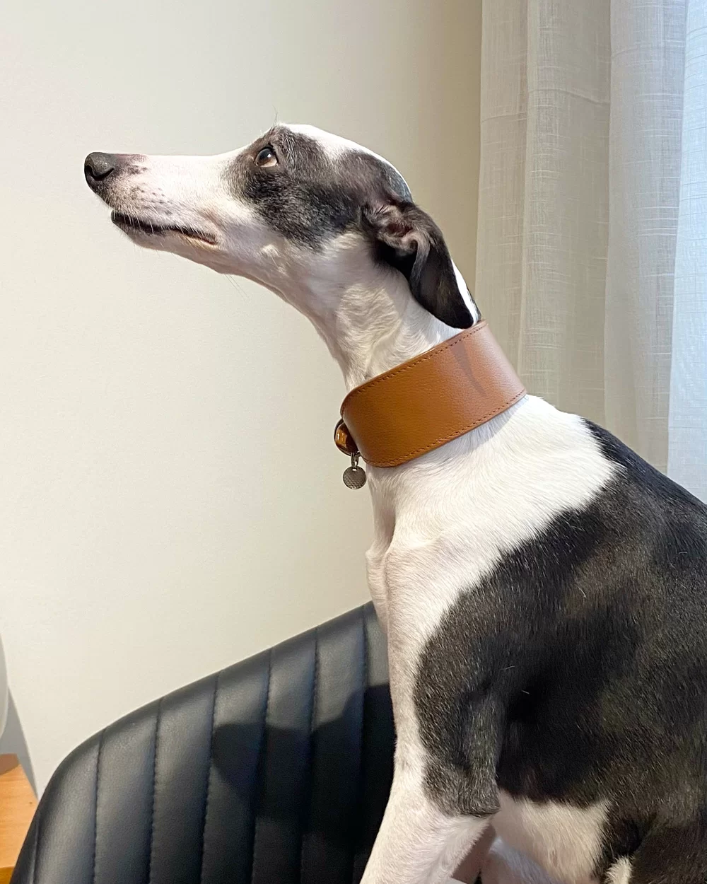 Coleira para galgo em couro marrom 4