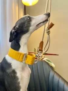 Coleira martingale