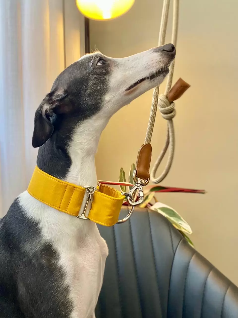 Coleira galgo Italiano, Coleira Whippet, Coleira personalizada, Coleira com nome, Coleira martingale 2 Coleira martingale