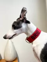 Coleira personalizada para cachorro com nome e telefone - Imagem 6