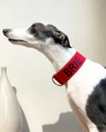 Coleira personalizada para cachorro com nome e telefone - Imagem 3