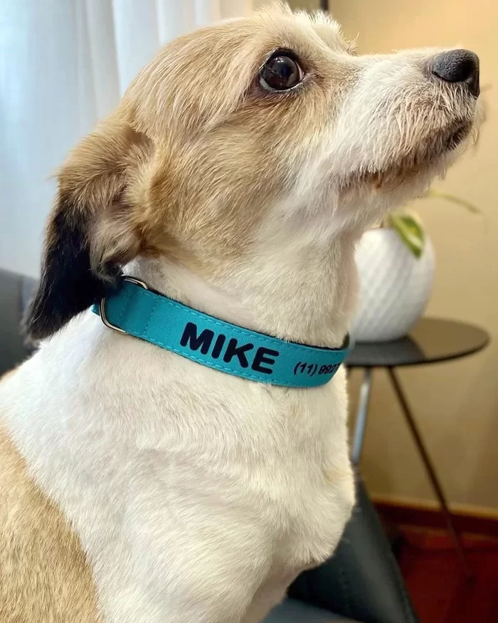 Coleira personalizada para cachorro com nome e telefone - Imagem 4