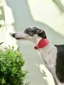 Coleira galgo Italiano, Coleira Whippet, Coleira personalizada, Coleira com nome, Coleira martingale 47 Photoroom 20250227 151334