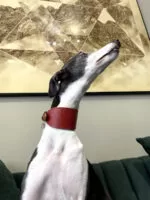 Coleira e guia galgo couro classic red - Imagem 6