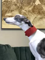 Coleira e guia galgo couro classic red - Imagem 2